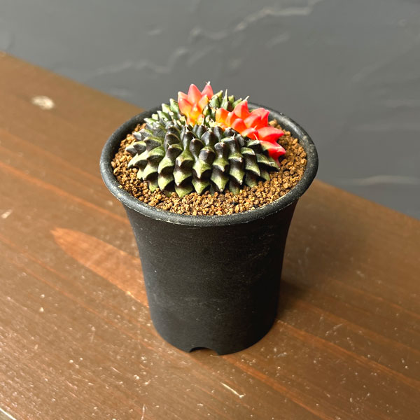 サボテン:ギムノカリキウム 無刺牡丹玉石化 錦 2.5号鉢植え