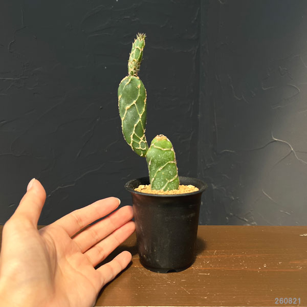サボテン:オプンチア 亀甲団扇(キッコウウチワ)2.5号鉢植え