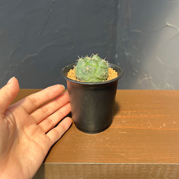 コリファンタ:大疣象牙丸 2.5号鉢植え