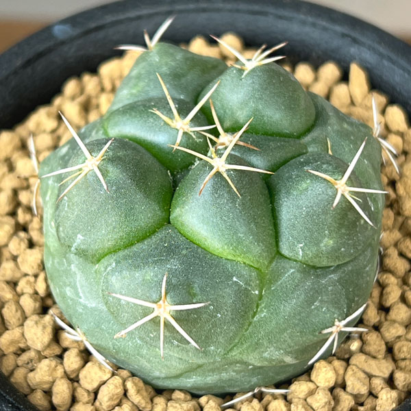 コリファンタ:大疣象牙丸 2.5号鉢植え