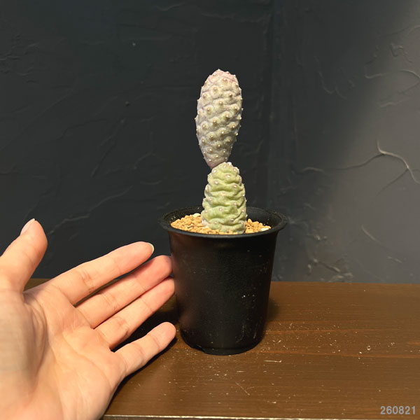 サボテン：テフロカクタス・松笠団扇（マツカサウチワ）2.5号鉢植え