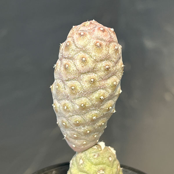 サボテン：テフロカクタス・松笠団扇（マツカサウチワ）2.5号鉢植え