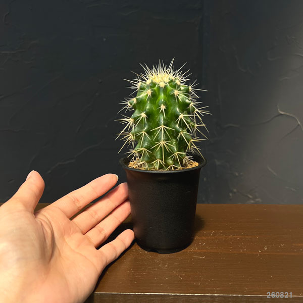 サボテン:エキノカクタス グルソニー 金鯱 2.5号鉢植え