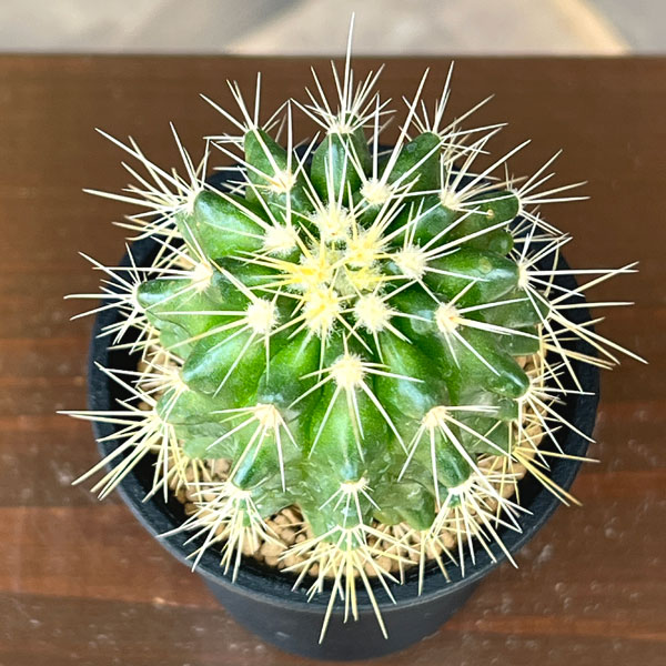 サボテン:エキノカクタス グルソニー 金鯱 2.5号鉢植え