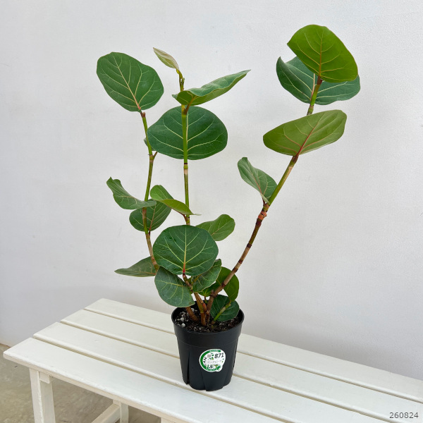 シーグレープ 5号鉢植え