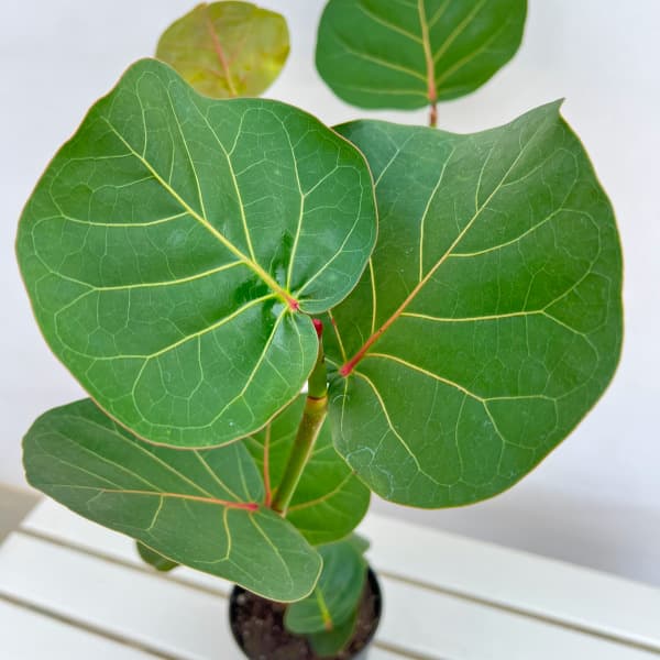 シーグレープ 5号鉢植え