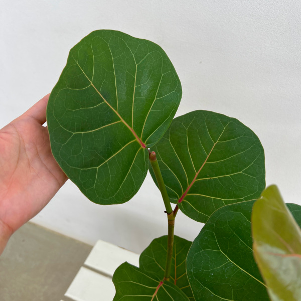 シーグレープ 5号鉢植え