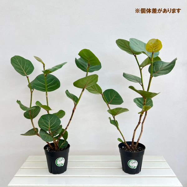 シーグレープ 5号鉢植え