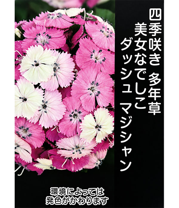 ダイアンサス:ダッシュマジシャン3~3.5号ポット