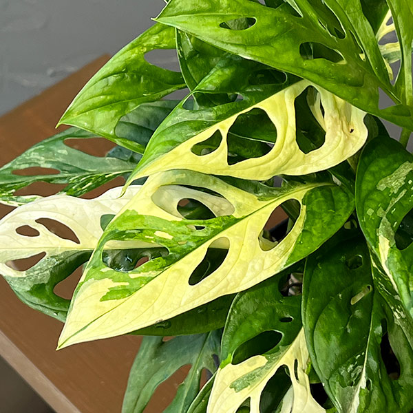 マドカズラ:白斑タイプ 3.5号鉢植え