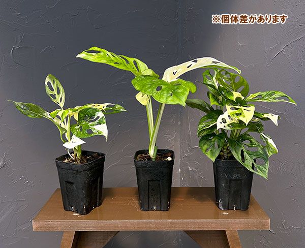 マドカズラ:白斑タイプ 3.5号鉢植え