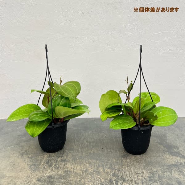 ホヤ:ラーティフォリアサワラック 4号吊り鉢