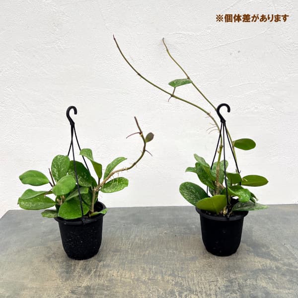 ホヤ:オボバタ 4号吊り鉢*