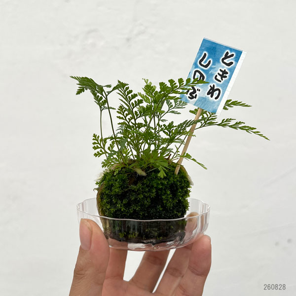 トキワシノブの苔玉 2号サイズ 皿付き