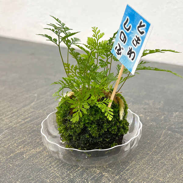 トキワシノブの苔玉 2号サイズ 皿付き