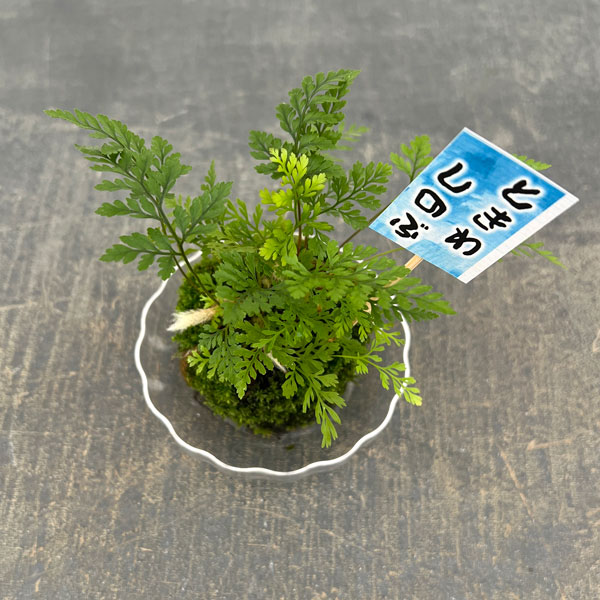 トキワシノブの苔玉 2号サイズ 皿付き