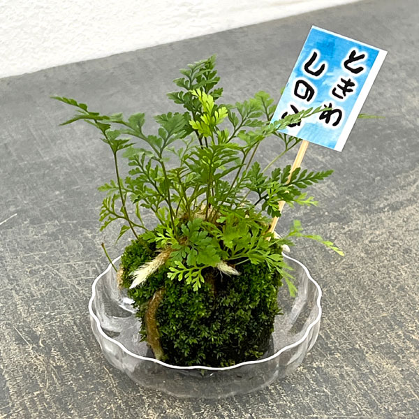 トキワシノブの苔玉 2号サイズ 皿付き