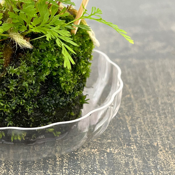 トキワシノブの苔玉 2号サイズ 皿付き