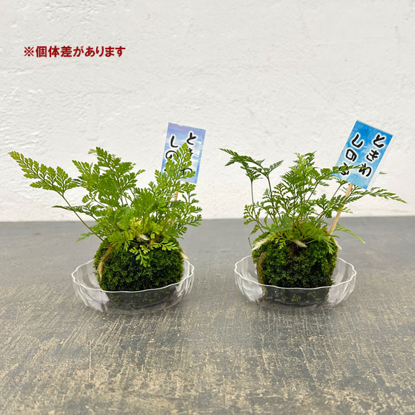 トキワシノブの苔玉 2号サイズ 皿付き