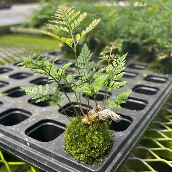 トキワシノブの苔玉 2号サイズ 皿付き