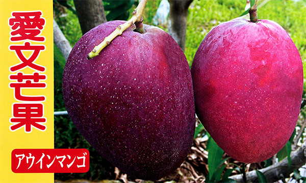 マンゴー:アーウィンマンゴー 4号
