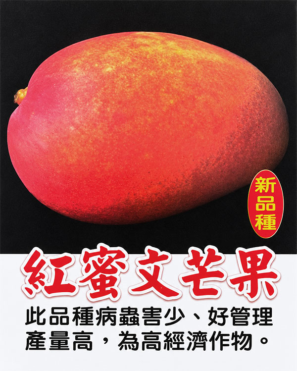マンゴー：紅蜜文マンゴー　6号