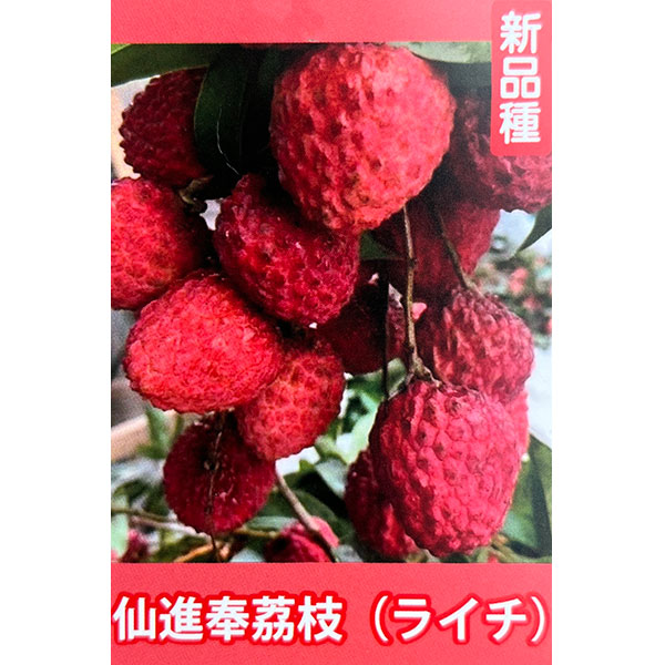 ライチ：仙進奉ライチ　6号