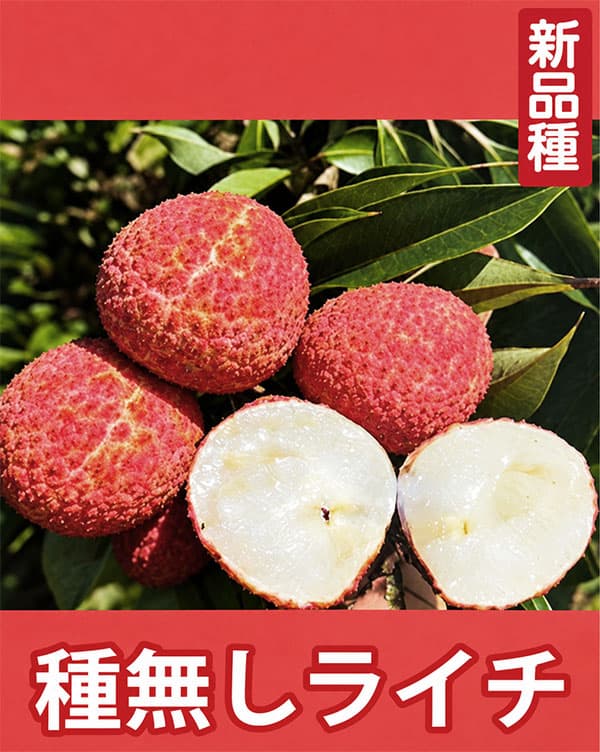 ライチ:種無しライチ 5号