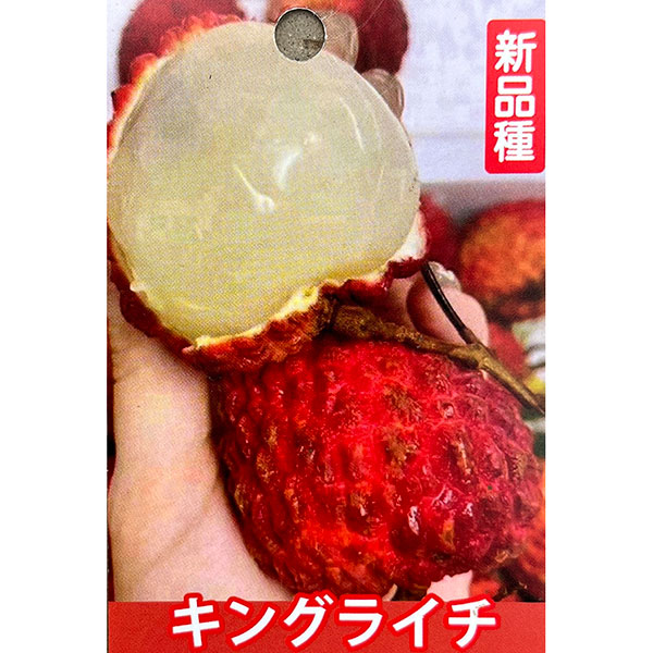 ライチ:帝王ライチ 6号