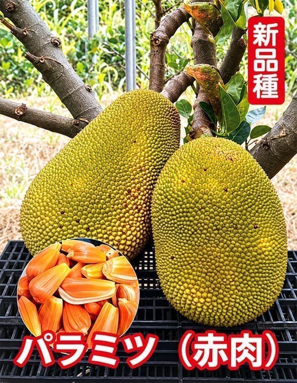パラミツ(ジャックフルーツ):矮性パラミツ(赤肉) 6号