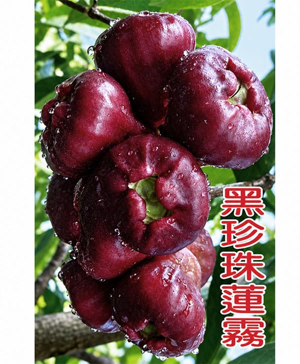 レンブ:黒真珠レンブ 6号
