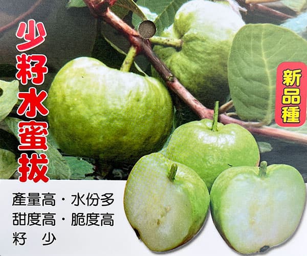 グアバ：水蜜グアバ　6号