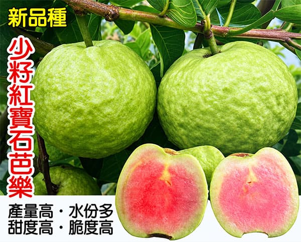 グアバ:紅宝石グアバ 6号