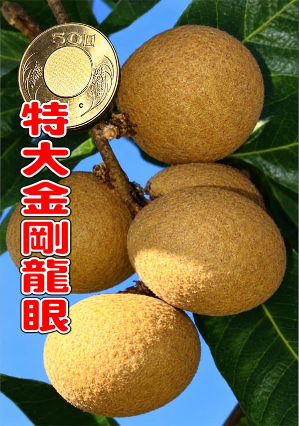 リュウガン:特大金剛龍眼 6号