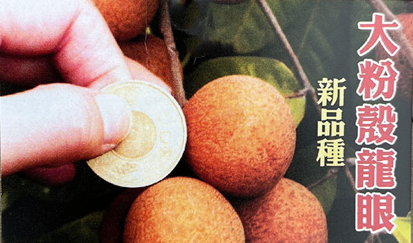 リュウガン:大粉殻龍眼 6号