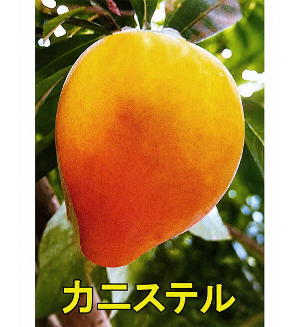 カニステル(エッグフルーツ):キングカニステル 6号