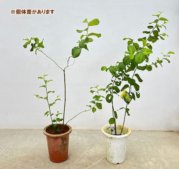 インドナツメ実生苗 6号