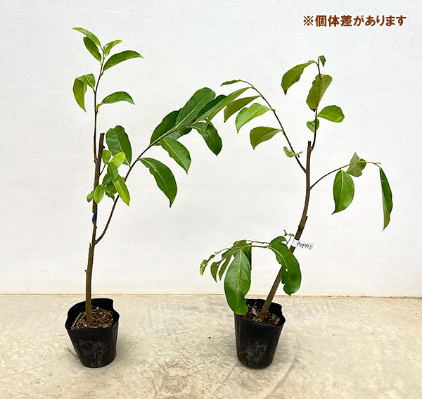 ヤマトゲバレイシ実生苗 6号