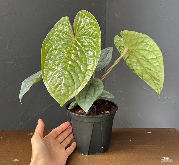 アンスリウム:ルクリアンス 4号鉢植え