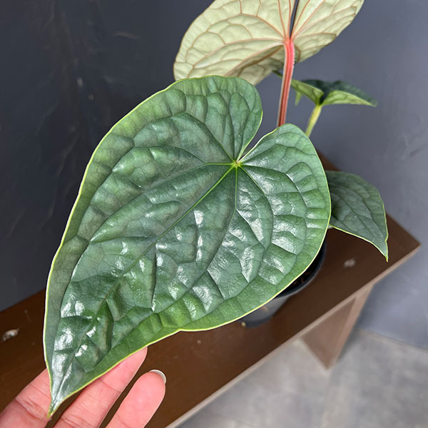 アンスリウム:ルクリアンス 4号鉢植え