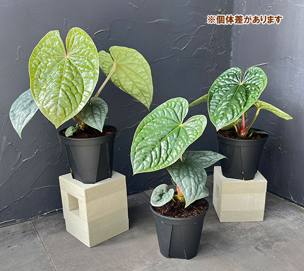 アンスリウム:ルクリアンス 4号鉢植え