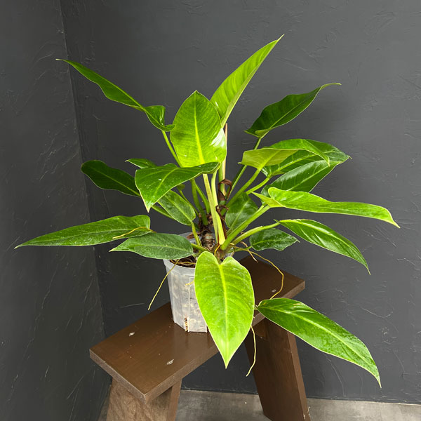 フィロデンドロン:インペリアルゴールド 5号鉢植え