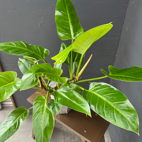 フィロデンドロン:インペリアルゴールド 5号鉢植え