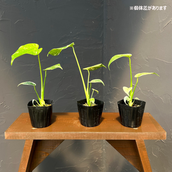 モンステラ:デリシオーサ ミント 2.5号