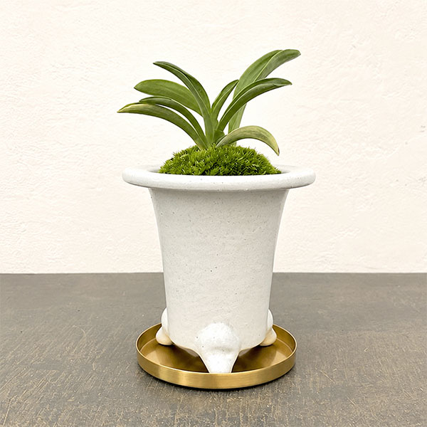 [ギフトに]オモト（万年青）：出世実生・鉢植え／RAKU プランター 白 O-85
