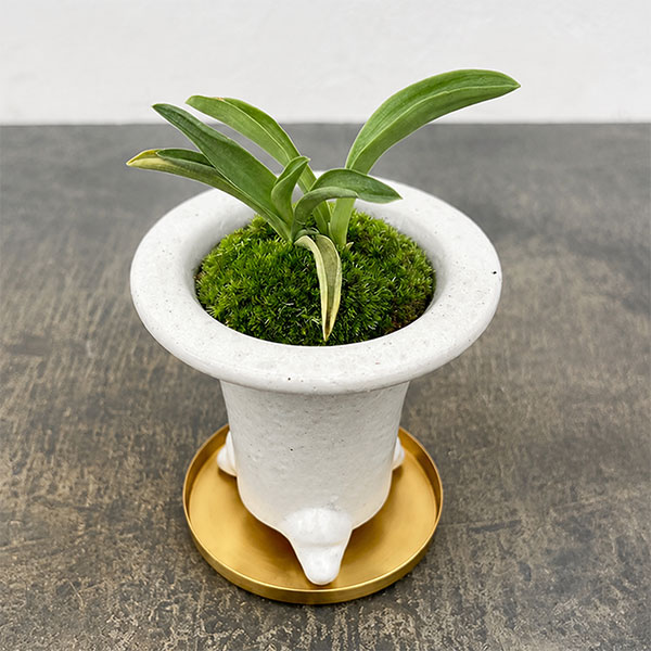 [ギフトに]オモト（万年青）：出世実生・鉢植え／RAKU プランター 白 O-85