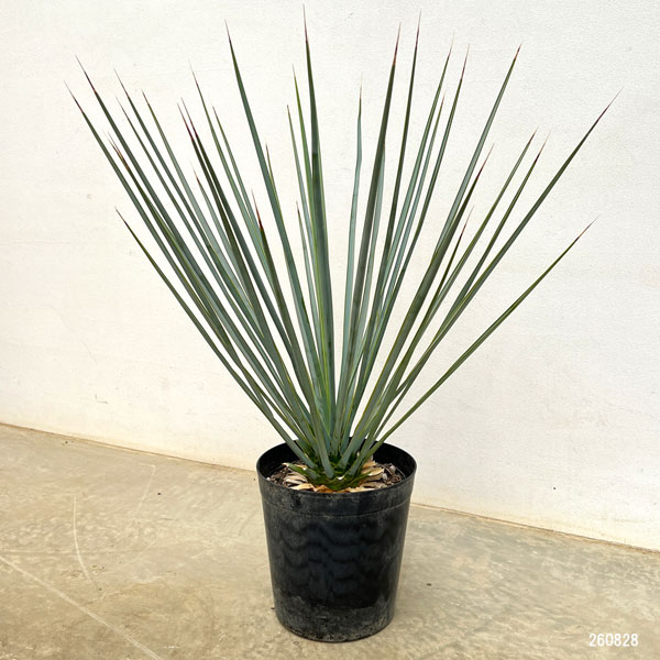 ユッカ:リギダ8号鉢植え