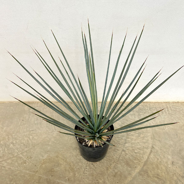 ユッカ:リギダ8号鉢植え