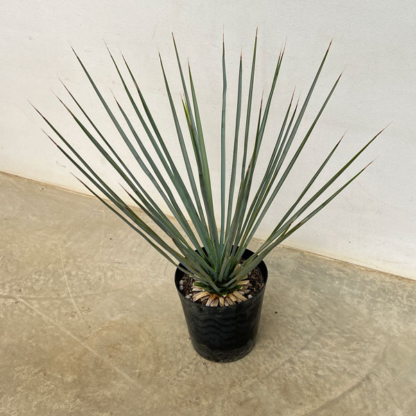 ユッカ:リギダ8号鉢植え