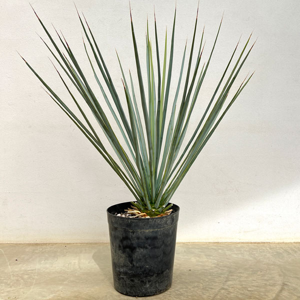 ユッカ:リギダ8号鉢植え